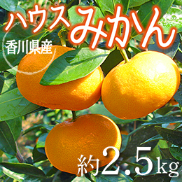 [香川県産]ハウスみかん