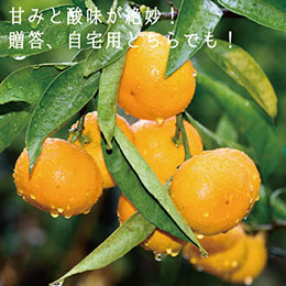 【11月上旬以降のお届け予定】[香川県産]さぬき温州みかん(L〜S)