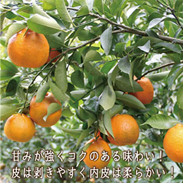 【1月中旬以降のお届け予定】[高知県産] ポンカン 約5kg