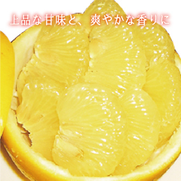【高知県産】土佐文旦