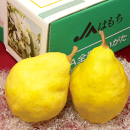 [佐渡産]ル・レクチェ