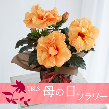 日比谷花壇]八重咲ハイビスカス