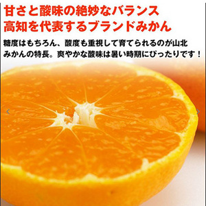 【5月下旬以降のお届け予定】[高知県産]山北ハウスみかん