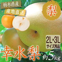 [栃木県産]幸水梨 約5ｋｇ
