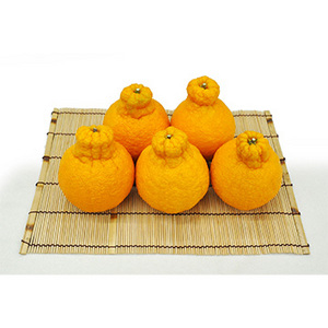 ★[佐賀県産] デコポン（1.3kg）