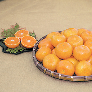 ★[愛媛県産] 日の丸みかん「ガキ大将」（5kg）