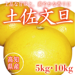 【高知県産】土佐文旦