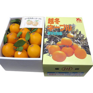 【1月中旬以降のお届け予定】[香川県産] 越冬完熟葉付きネーブル 約5.5kg 化粧箱入