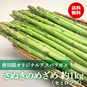 【香川県オリジナルアスパラガス】さぬきのめざめ（セミロング）約1kg　春芽