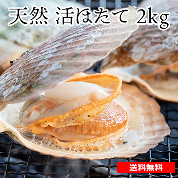 オホーツク湧別産 天然活ほたて 約2kg(10枚〜14枚)