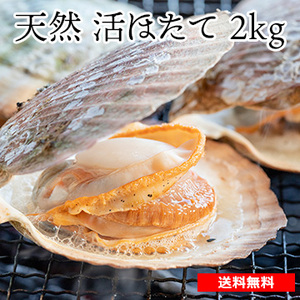 【6月下旬以降のお届け予定】オホーツク湧別産 夏の天然 活ほたて約2kg(10枚～14枚) 予約販売！