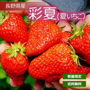 いちご様 完熟とちあいか Grande（グランデ） 270g 2パック 栃木県産