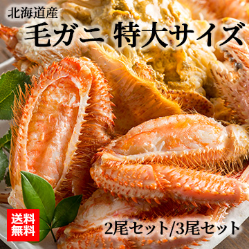 [北海道産] 毛ガニ(特大サイズ約550g以上) 2尾セット・3尾セット