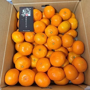 【11月下旬以降のお届け予定】[愛媛県産]西宇和 蜜るみかん