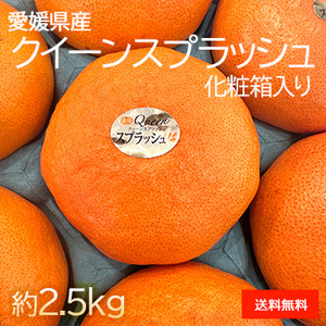 [一富士][愛媛県産] クイーンスプラッシュ