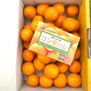 [一富士][静岡県産] コンターレ(金柑)
