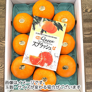 [一富士][愛媛県産] クイーンスプラッシュ