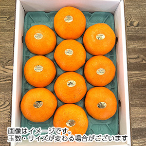 [一富士][愛媛県産] クイーンスプラッシュ