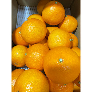 [一富士][愛媛県産] 紅プリンセス