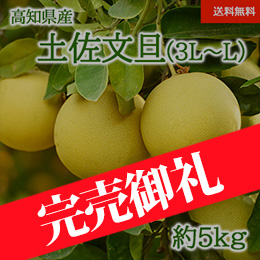 [高知県産] 土佐文旦 約5kg 3L～L