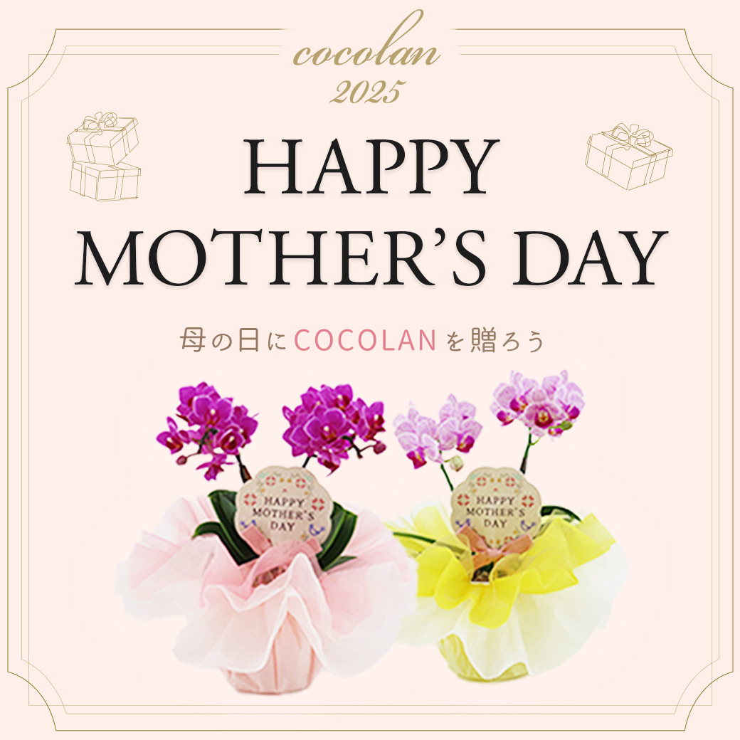 COCOLAN SHOP