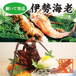 [まるか水産] 捌いて発送 国産天然 伊勢海老 標準サイズ 2尾入 500g ise-103-a