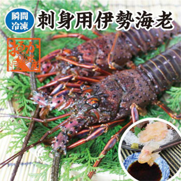 [まるか水産] 刺身用伊勢海老 凍眠冷凍 大きめサイズ 3尾入 1.0kg[凍眠冷凍 伊勢海老]ise-f10-3