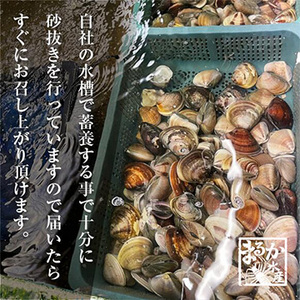 [まるか水産] 冷凍 はまぐりのカンカン焼き 15個hama-l-500-f