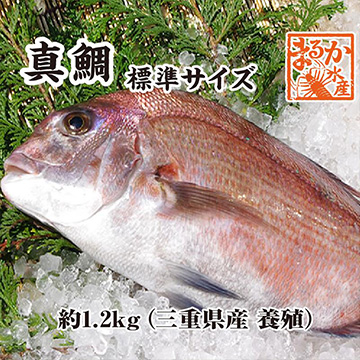 [まるか水産] 活〆 真鯛 捌いてお届け! 標準サイズ 1尾 1.2kg スキンレス madai-m-001
