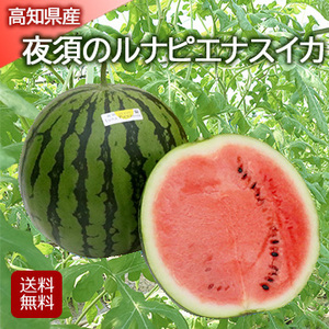 【5月下旬以降のお届け予定】[高知県産]夜須のルナピエナスイカ