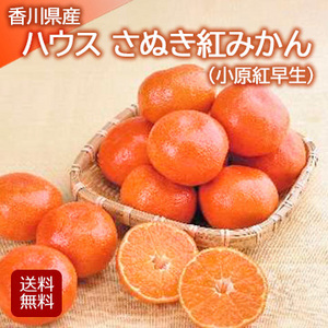 【6月下旬以降のお届け予定】[香川県産]ハウス さぬき紅みかん(小原紅早生)