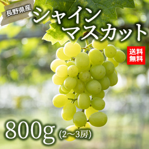 【8月上旬以降のお届け予定】[長野県産]シャインマスカット約800g(2〜3房)