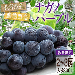 【8月中旬以降のお届け予定】[長野県産]ナガノパープル 約800g以上（2〜3房入り）