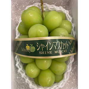 [山梨・長野県産]シャインマスカット 約700g 1房 化粧箱入