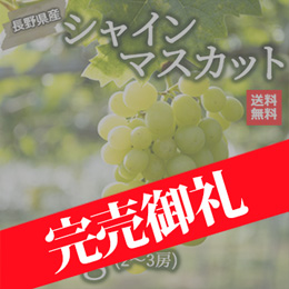 【8月上旬以降のお届け予定】[長野県産]シャインマスカット約800g(2〜3房)