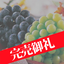 【8月上旬以降のお届け予定】[長野県産]ナガノパープル・シャインマスカット食べ比べセット