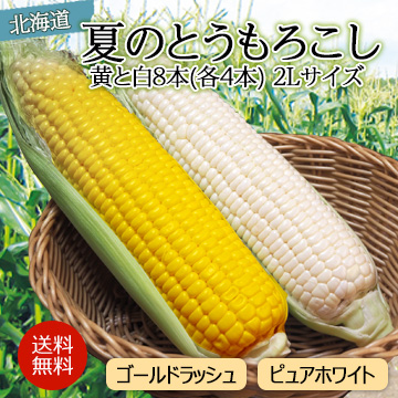 【８月下旬以降のお届け予定】北海道 夏のとうもろこし【秀品】黄と白8本(各4本) 2Lサイズ