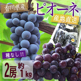 [香川県産] ピオーネ 2房(約1kg)