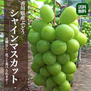 【9月上旬以降のお届け予定】[香川県産]シャインマスカット