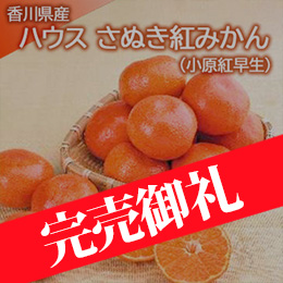 【6月下旬以降のお届け予定】[香川県産]ハウス さぬき紅みかん(小原紅早生)