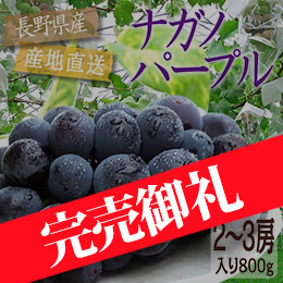 【8月中旬以降のお届け予定】[長野県産]ナガノパープル 約800g以上（2〜3房入り）