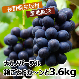 【9月中旬以降のお届け予定】[長野県生坂村]ご家庭用 ナガノパープル箱ごとドカ〜ンと3.6kg(訳あり)