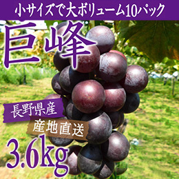 【9月中旬以降のお届け予定】[長野県生坂村]ご家庭用 巨峰箱ごとドカ〜ンと3.6kg(訳あり)
