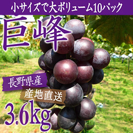 【9月中旬以降のお届け予定】[長野県生坂村]ご家庭用 巨峰箱ごとドカ〜ンと3.6kg(訳あり)