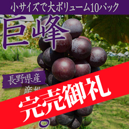 【9月中旬以降のお届け予定】[長野県生坂村]ご家庭用 巨峰箱ごとドカ〜ンと3.6kg(訳あり)