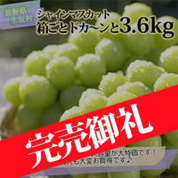 【9月中旬以降のお届け予定】[長野県生坂村]ご家庭用 シャインマスカット箱ごとドカ〜ンと3.6kg(訳あり)