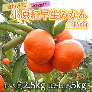 【11月下旬以降のお届け予定】[香川県産]小原紅早生みかん(金時紅)