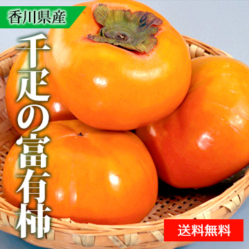 【11月中旬以降のお届け予定】[香川県産]千疋の富有柿 大玉3個 化粧箱入