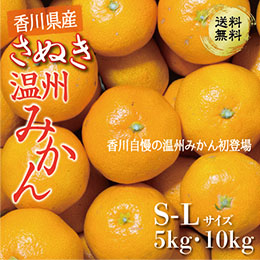 【11月上旬以降のお届け予定】[香川県産]さぬき温州みかん(L〜S)