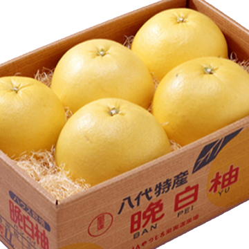 ★熊本 晩白柚 計10kg